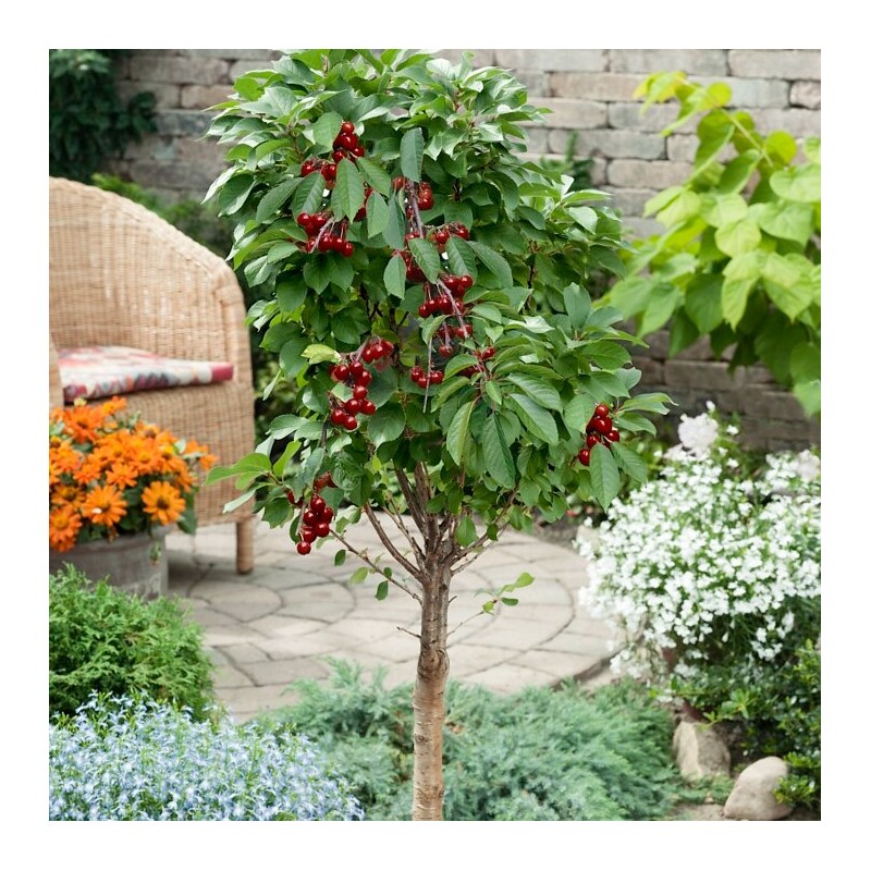 Vyšnia ,,Piemont,, /prunus cerasus/ (vidēji agrs)