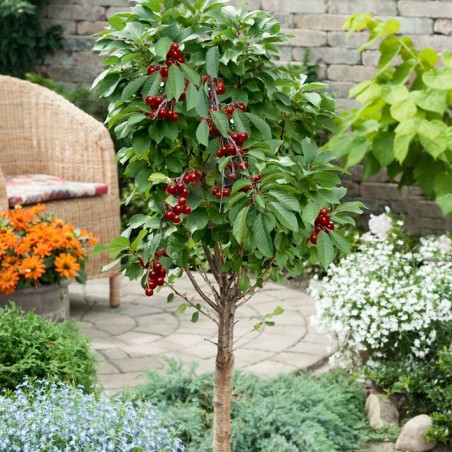 Ķirsis, pundurķirsis ,,Piemont,, /prunus cerasus/ (vidēji agrs)