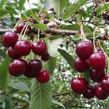 Ķirsis ,,Šalunja,, /prunus...