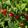 Ķirsis, tūbainais "Alisa" /prunus tomentosa/