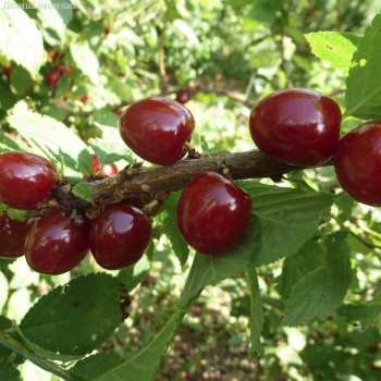 Tūbainais ķirsis "Damanka" /prunus tomentosa x prunus mumila/