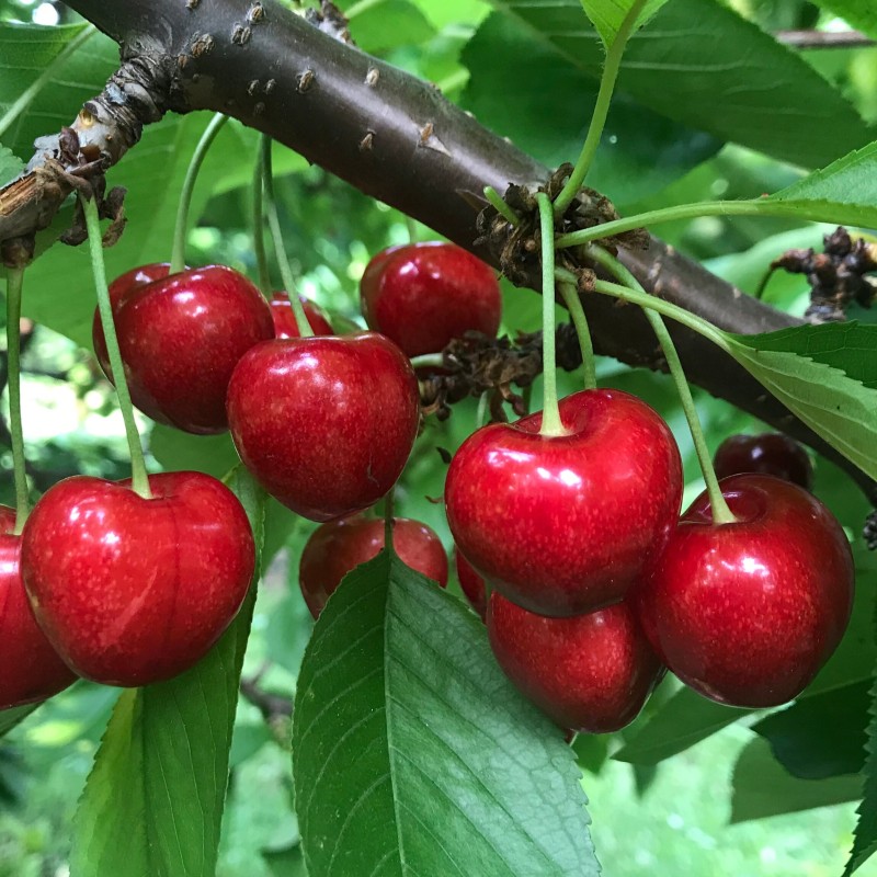 Ķirsis, saldais ,,Canada Giant,, /prunus avium/ (vidēji agrais)