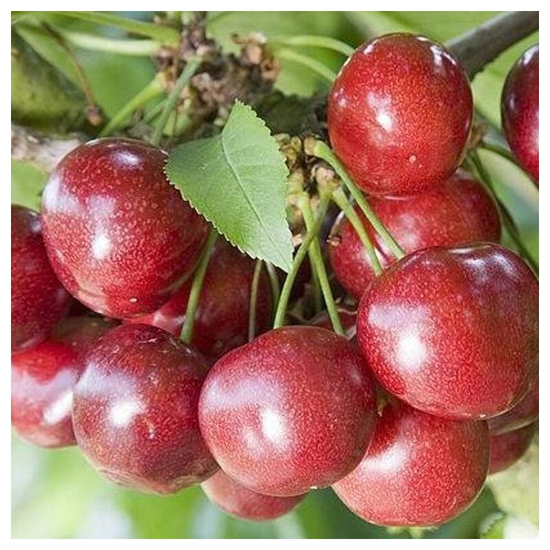 Vyšnia  ,,Celeste,, /prunus avium/ (vidēji vēlais)