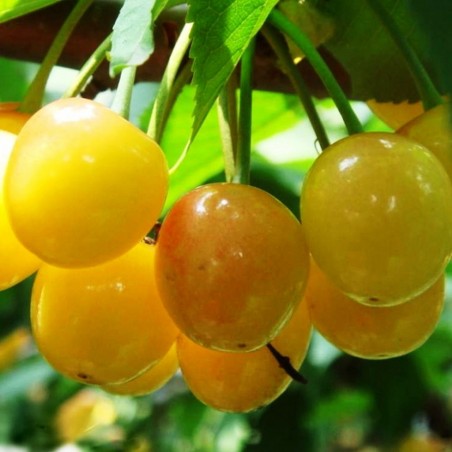 Ķirsis, saldais ,,Paula,, /prunus avium/ (agrais)