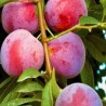 Plūme, mājas ,,Opal,, /prunus domestica/