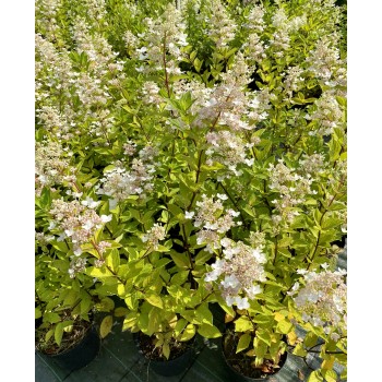 Skarainā hortenzija ,,Kyushu,, /Hydrangea paniculata/ - C10 kont.