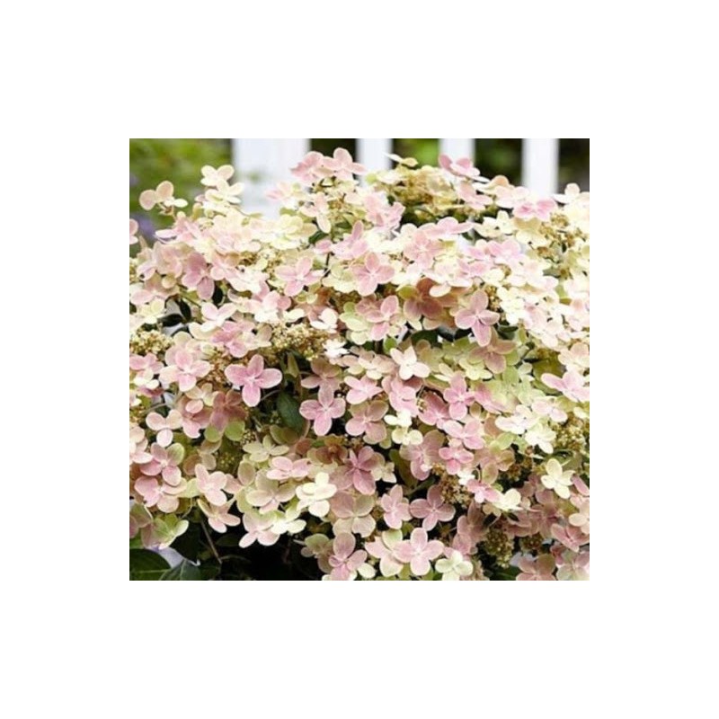 Skarainā hortenzija "Polestar" /Hydrangea paniculata/ - C10 kont.