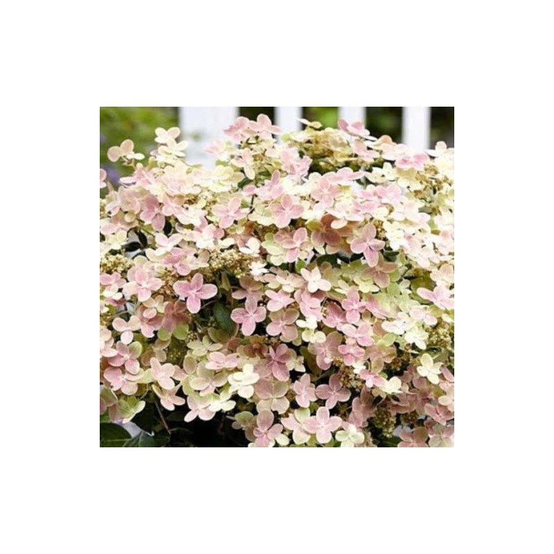 Skarainā hortenzija "Polestar" /Hydrangea paniculata/ - C7,5 kont.