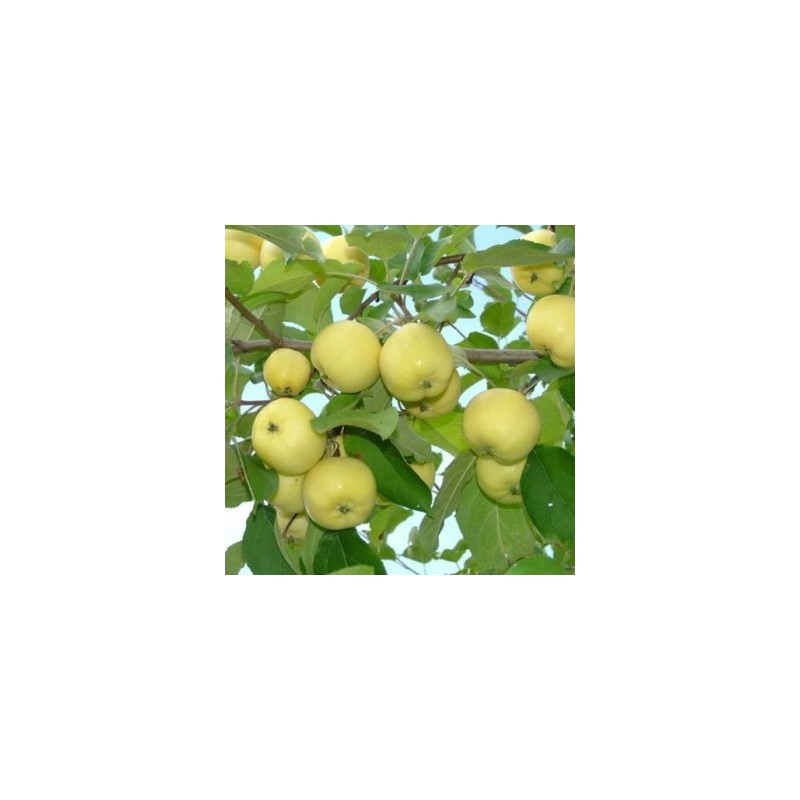 Rudens ābele ,,Antaninis,, ("Antonovka") /malus domestica/