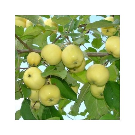 Rudens ābele ,,Antaninis,, ("Antonovka") /malus domestica/