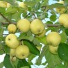 Rudens ābele ,,Antaninis,, ("Antonovka") /malus domestica/