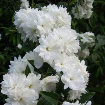 Lemuāna filadelfs ,,Frosty...