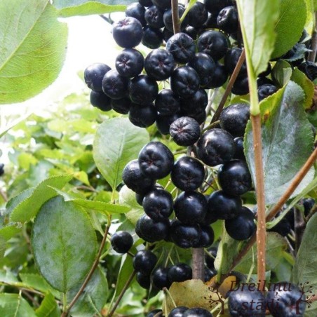 Aronija, plūmlapu ,,Nero,, /aronia prunifolia/ - C3 kont.