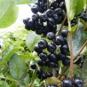 Aronija, plūmlapu ,,Nero,, /aronia prunifolia/ - C3 kont.