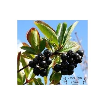 Aronija, plūmlapu ,,Nero,, /aronia prunifolia/ - C3 kont.