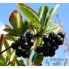 Aronija, plūmlapu ,,Nero,, /aronia prunifolia/ - C3 kont.
