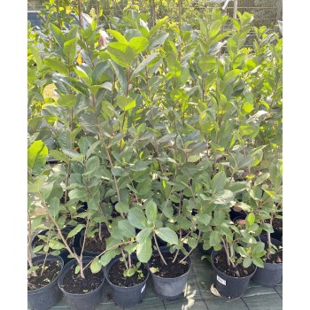 Aronija, plūmlapu ,,Nero,, /aronia prunifolia/ - C3 kont.