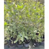 Aronija, plūmlapu ,,Nero,, /aronia prunifolia/ - C3 kont.