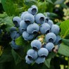 Krūmmellene ,,Duke,, /Vaccinium corymbosum/ - C5 kont.