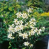 Lemuāna filadelfs - jasmīns ,,Mont Blanc,, /Philadelphus x lemonei/- C2,5 kont.