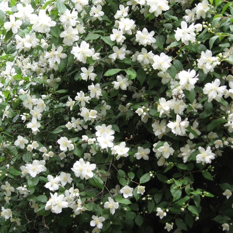 Lemuāna filadelfs - jasmīns ,,Mont Blanc,, /Philadelphus x lemonei/- C2,5 kont.
