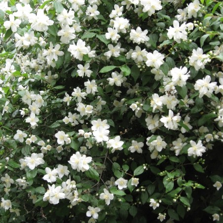 Lemuāna filadelfs - jasmīns ,,Mont Blanc,, /Philadelphus x lemonei/- C2,5 kont.