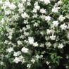 Lemuāna filadelfs - jasmīns ,,Mont Blanc,, /Philadelphus x lemonei/- C2,5 kont.