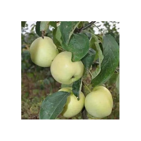 Vasaras ābele ,,Alyvine,, /malus domestica/ - 120-160cm