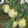Vasaras ābele ,,Alyvine,, /malus domestica/ - 120-160cm