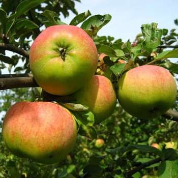 Vasaras ābele ,,Orlovim,, /malus domestica/ - 120-160cm
