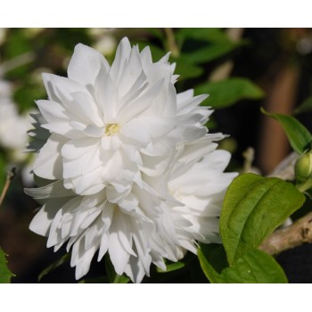 Filadelfas – jazminas ,,Minnesota Snowflake,, /Philadelphus/ - C3 kont.