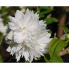 Filadelfs - jasmīns ,,Minnesota Snowflake,, /Philadelphus/ - C3 kont.