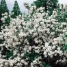 Filadelfas – jazminas ,,Minnesota Snowflake,, /Philadelphus/ - C3 kont.