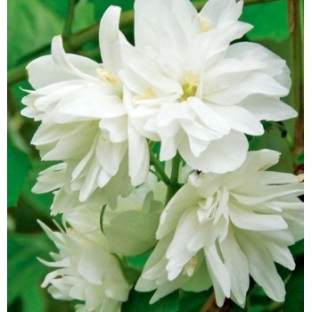 Filadelfs - jasmīns ,,Minnesota Snowflake,, /Philadelphus/ - C3 kont.