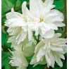 Filadelfas – jazminas ,,Minnesota Snowflake,, /Philadelphus/ - C3 kont.
