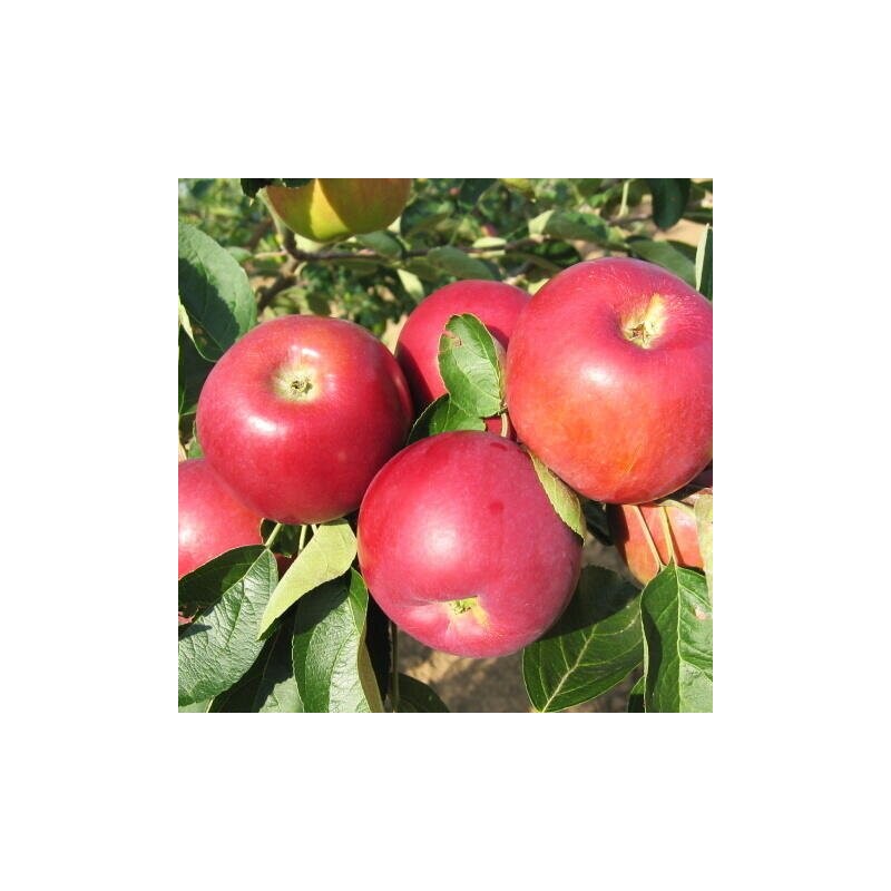 Ābele, vasaras ,,Julija,, /malus domestica/