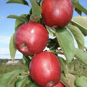 Vasaras ābele ,,Kovaļenkovskoje,, /malus domestica/ - 120-160cm