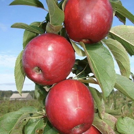 Ābele, vasaras  ,,Kovaļenkovskoje,, /malus domestica/