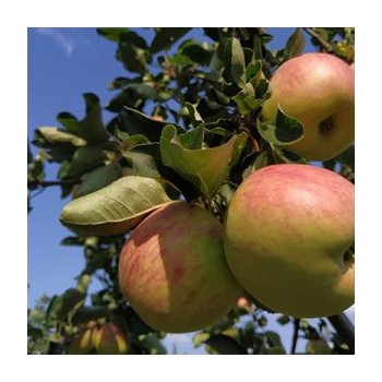 Obelis, vasarinė ,,Konfetnoje,, /malus domestica/