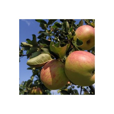 Vasaras ābele ,,Konfetnoje,, /malus domestica/