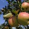 Vasaras ābele ,,Konfetnoje,, /malus domestica/ - 120-160cm