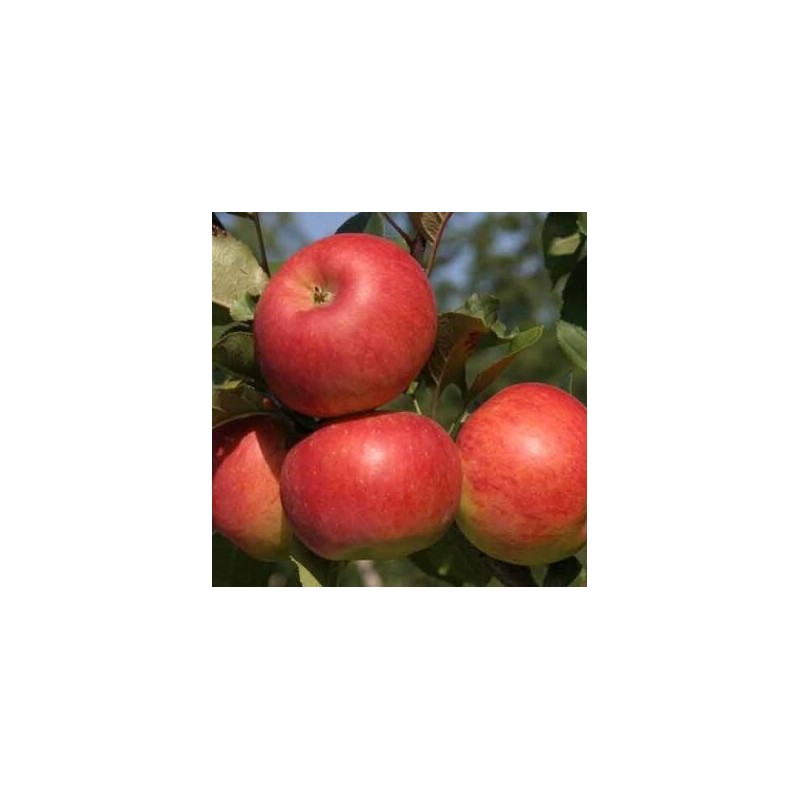 Ziemas ābele ,,Topaz,, /malus domestica/ - 120-160cm