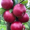 Ziemas ābele ,,Redcap,, /malus domestica/ - 120-160cm