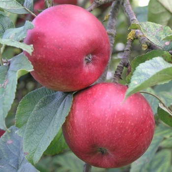 Ziemas ābele ,,Noris,, /malus domestica/ - 120-160cm