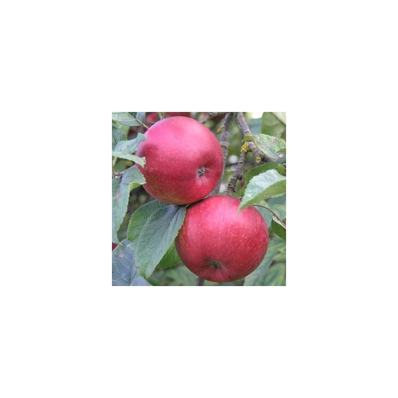 Ziemas ābele ,,Noris,, /malus domestica/ - 120-160cm