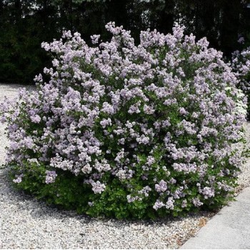Ceriņš, Meijera "Palibin" /Syringa meyeri/ - C2,5 Kont.