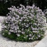 Ceriņš, Meijera "Palibin" /Syringa meyeri/ - C2,5 Kont.