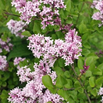 Ceriņš, Meijera "Palibin" /Syringa meyeri/ - C2,5 Kont.