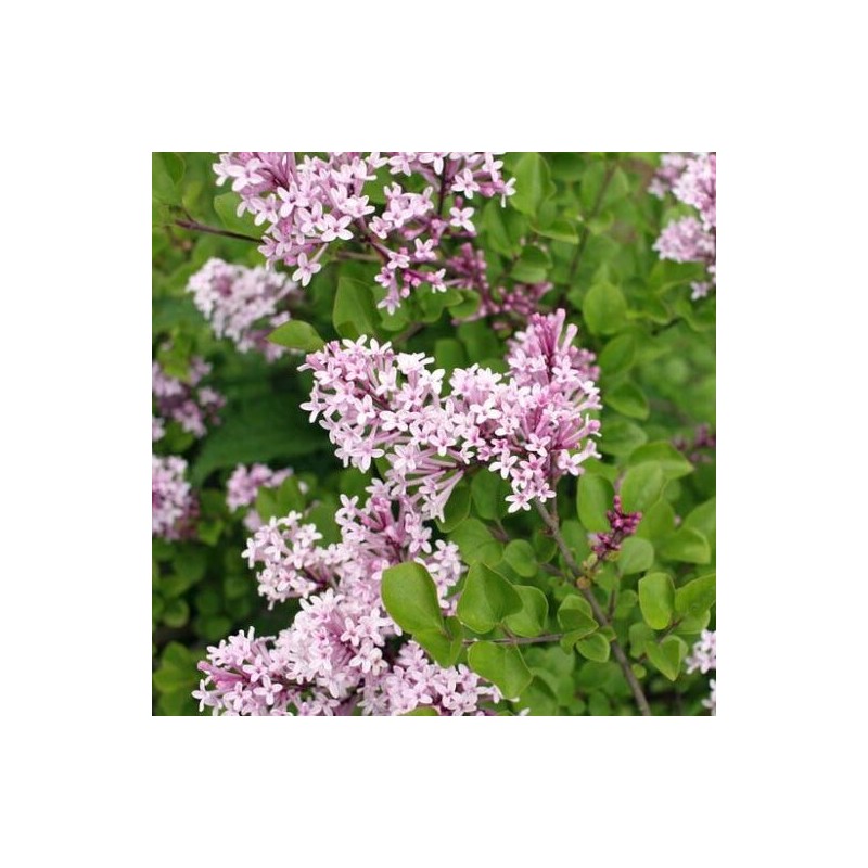 Meijera ceriņš "Palibin" /Syringa meyeri/ C2 Kont.