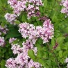 Ceriņš, Meijera "Palibin" /Syringa meyeri/ - C2,5 Kont.